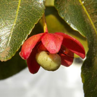 maturing fruit of Buttercup Bush, possibly Ochna ovata, photo © Michael Plagens