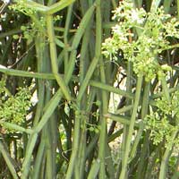 a succulent vitaceae vine, Cissus sp., photo © Michael Plagens