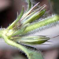 a grazing tolerant acanthaceae from Kenya, photo © Michael Plagens