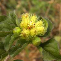 Star Burr, Acanthospermum, photo © Michael Plagens