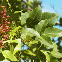 Sumac, Rhus natalensis??, photo © Michael Plagens