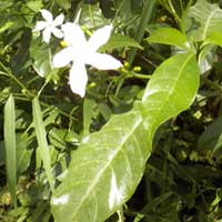 Pinwheel Jasmine, a cultivated dogbane, photo © Michael Plagens