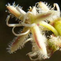 a Milkweed Vine from Kerio View, photo © Michael Plagens