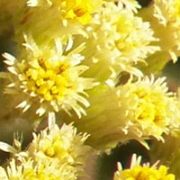 close-up of flower heads of this composite photo © Michael Plagens