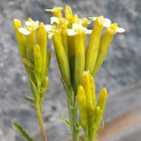 Tagetes minuta, an introduced weedy aster in pastures of Kenya, photo © Michael Plagens