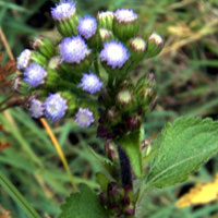 Billy-Goat Weed, Ageratum conyzoides, photo © Michael Plagens