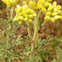 Horseweed