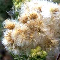 each of the yellow straps is a separate flower, photo © by Michael Plagens