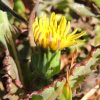 sow thistle in highland areas of Kenya, photo © Michael Plagens