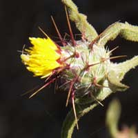 Malta Star Thistle, Centaura melitensis, Kenya, photo © Michael Plagens