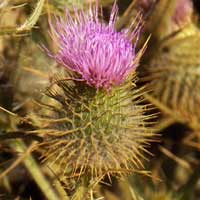 Spear Thistle, Cirsium vulgare, Kenya, photo © Michael Plagens