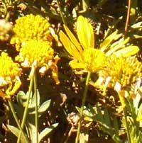 African Bush Daisy, Euryops chrysanthemoides, Kenya, photo © Michael Plagens