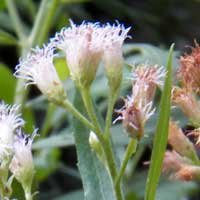 Unknown Eupatorieae from Mombasa, Kenya, photo © Michael Plagens