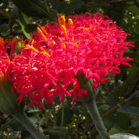 Striking red-flowered composite observed in Kenya, photo © Michael Plagens