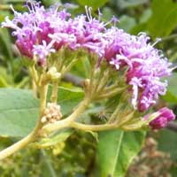 lavender-flowered composite observed at Iten, Kenya, photo © Michael Plagens