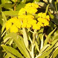 a ubiquitous aster weed in gardens of Kenya, photo © Michael Plagens