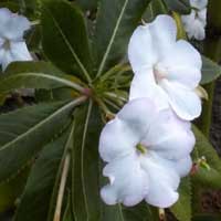 Impatiens in an Eldoret area garden, photo © Michael Plagens