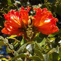 Nandi Flame, Spathodea campanulata, photo © Michael Plagens