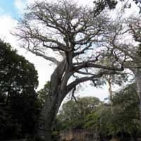 Baobab, photo © Michael Plagens