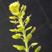 Peppergrass, Lepdium bonariense, photo © Michael Plagens