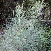 foliage is made up of many fine twigs, photo © Michael Plagens