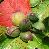 fruit of Indain Almond, Terminalia catappa, photo © Michael Plagens