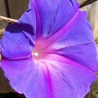 bloom of morning-glory photo © Michael Plagens