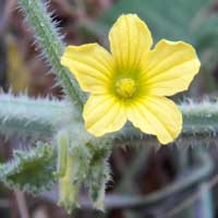 bristled cucumber from Mombasa photo © Michael Plagens