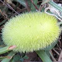 bristled cucumber from Mombasa photo © Michael Plagens