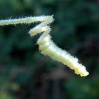 close-up of tendril photo © Michael Plagens