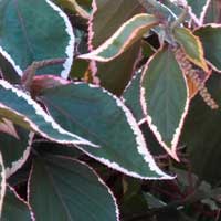 a copper leaf, Acalypha sp., photo © Michael Plagens