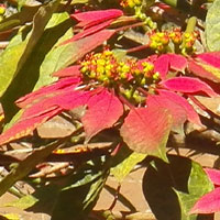 Euphorbia pulcherrima, Poinsettia, photo ©