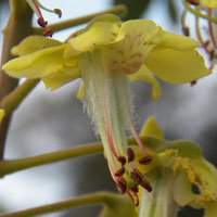 flower of Caesalpinia decapetala, Mauritius Thorn, photo © Michael Plagens