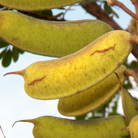 seed pods of Caesalpinia decapetala, Mauritius Thorn, photo © Michael Plagens