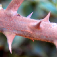 detail of thorns of Caesalpinia decapetala, Mauritius Thorn, photo © Michael Plagens