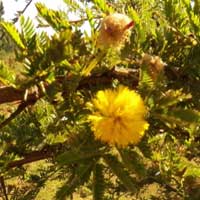 Acacia hockii/seyal, photo © Michael Plagens