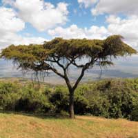 Red-thorn, Acacia lahai, photo © Michael Plagens