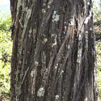 trunk and detail of bark, Acacia lahai, photo © Michael Plagens