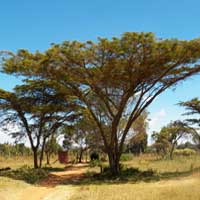 Flat-top Acacia, Acacia abyssinica, photo © Michael Plagens