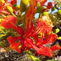 Royal Poinciana, Delonix regia, photo © Michael Plagens