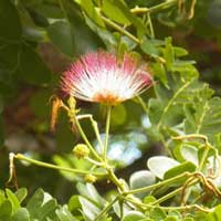 Albizia amara ?, photo © Michael Plagens