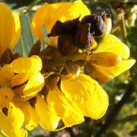 African Senna, photo © Michael Plagens