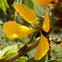 flower detail of African Senna, photo © Michael Plagens