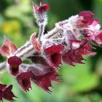 detail of flower of a Lamiaceae photo © Michael Plagens