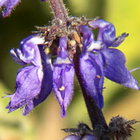 Spur-Flower, Plectranthus sp., Kenya, photo © Michael Plagens