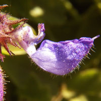 detail of Plectrantus flower photo © Michael Plagens