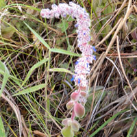 A diminutive mint with thick, velvety leaves, photo © Michael Plagens