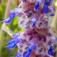 detail of an unknown mint flower photo © Michael Plagens