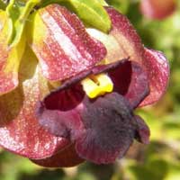 a mint spp, Tinnea, Kenya, photo © Michael Plagens