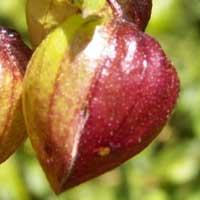 detail of maturing fruit, Tinnea, photo © Michael Plagens